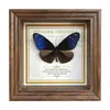 Marco de Fotos con Foto de Mariposa Real Pintura Decorativa Estilo Europeo Marco de Fotos Vintage Decoración de Mesa Adorno para Muebles Regalo de Cumpleaños Presente