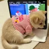 Roupas para Gatinhos, Suéteres Pequenos para Gatos e Cachorros, Roupa de Casa para Gatinhos, Degradê Dourado, Degradê Prateado, Quente para Outono e Inverno