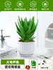 Ciudad sin Noche Planta de Aloe Vera en Maceta Planta Verde Purificadora de Aire de Interior Suculenta para Escritorio de Oficina Flor de Cuatro Estaciones Cactus Plántula de Aloe Vera