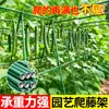 Treliça para pepino e feijão trepador, suporte de vara para tomate, andaime para frutas e vegetais, suporte de tubo de aço revestido específico para plantas