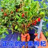 Plantones de Goji Envío Directo Maceta Plantación en Tierra en el Norte y Sur para Plantación Durante Todo el Año en el Mismo Año, Resistente al Frío y Comestible Ningxia Negro