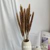 Caña Blanca Venta al Mayoreo Caña Pequeña Pastizal de Pampa Color Caña Flor Eterna Amazon para Flor de Caña Venta al Mayoreo