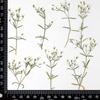 Paquete de flores secas de gypsophila para hacer tú mismo, hecho a mano, con flores reales en relieve, espécimen de planta, adornos decorativos hechos a mano, Xiaoxiacao