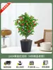 Envío directo de plántulas auténticas de tejo Mandia y plantas viejas para balcones y patios interiores y exteriores para la purificación del aire