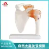 Modelo de Articulação do Ombro Boyou Bou (Grande Natural) Modelo Ósseo de Ensino Médico de Corpo Humano Simulado Ligamento Artificial