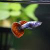 Guppy azul hielo anchoa viva pez vivíparo pez ornamental tropical al por mayor todo rojo Oreja Grande cola de pasto azul cielo