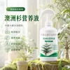 Pino Australiano solución nutritiva amarillamiento marchitamiento caída de hojas planta de interior en maceta promoción de raíces plántula fuerte planta de hoja perenne verde todo el año solución nutritiva para plantas