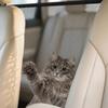 La Red de Aislamiento para Mascotas Más Vendida de Zhongheng Automobile Evita que las Mascotas Merodeen y Asegura que No Interferirán con la Conducción del Conductor