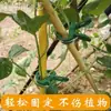 Clipe para Jardim Verde Transfronteiriço Flor de Tomate Jardim Clipe de Planta de Plástico Amazon Clipe de Jardinagem