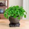 Bola de musgo Grama-moeda hidropônica fácil de cuidar para interior sem ansiedade pequena planta em vaso escritório mesa de centro desktop planta verde de interior