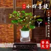 Árbol en maceta con múltiples frutos, adecuado para escritorio de oficina, planta verde estilo Zen, bonsái y una planta que da frutos y tiene follaje atractivo durante todo el año