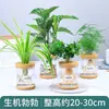 Plantas Hidropónicas Favoritas de los Agricultores Bonsái de Escritorio Plantas Verdes Planta Roja de la Suerte Plantas Pequeñas en Maceta Escritorio de Oficina Plantas Verdes Pequeñas Fáciles de Cuidar