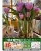 Venta al por mayor de 5 bulbos de tulipán en stock, florecen en todas las estaciones, fáciles de cuidar, adecuados para cultivo hidropónico, de pétalos dobles, para cultivo en tierra o maceta en el balcón
