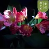 Plantas de Clívia em Vaso, Mudas de Orquídea Borboleta Clívia Perene, Plantas de Orquídea Atacado, Mudas de Clívia