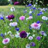 Sementes de Centáurea Perene no Atacado de Várias Regiões, Sementes de Dianthus Multicolores, Flores Medicinais, Flores de Trigo Gigantes, Sementes para Jardinagem