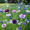 180 Variedades de Sementes de Flores Não Repetitivas, Fáceis de Cultivar em Todas as Estações, Podem Afastar Mosquitos, Adequadas para Varandas Internas e Externas, Distribuição Transfronteiriça