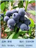 Semillas de Arándano para Plantar en el Norte y Sur, Plantas de Maceta para Balcón, Plantones de Árboles Frutales del Norte, Plantones de Árboles Frutales, Plantas de Arándano en Maceta