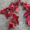 Oferta Especial Tema Rojo Grande Boda Flor Artificial Al Por Mayor Nuevo Estilo Chino Borgoña Flor de Guía de Camino Base de Fila de Flores Artificiales