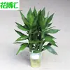 Bambú Loto de Bambú Loto de Bambú Bambú Hidropónico Bambú al por Mayor Planta Verde de Oficina Bambú Tres Riquezas Hidropónico Plantas Pequeñas en Maceta