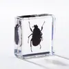 A Fábrica de Artesanato Zhongkun vende espécimes de insetos genuínos como itens decorativos, embutidos em resina de alta transparência, como brinquedos científicos educativos para crianças.