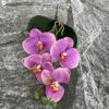 3DEVA Pequeno 4 Borboleta Orquídea Casamento Teto Flor Decoração Interior Conjunto Simulação Flor Fotografia Europeia Flor Falsa