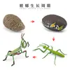 Simulación Transfronteriza Modelo de Araña Real Unicornio Insecto Juguetes para Niños Mariposa Abeja Adornos de Animales