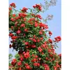 Mudas de Rosa, Rosas Jovens, Plantas Verdes Floríferas para Varanda, Plantas de Interior em Vasos, Trepadeiras Floríferas Multissazonais Fáceis de Cuidar