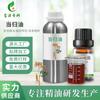 Óleo de Angélica, Ligusticina Vegetal, Medicina Herbal Chinesa, Óleo Essencial de Angélica para Massagem de Aromaterapia de Alta Pureza, Fornecimento Pronto do Fabricante