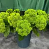 Coliflor artificial, fruta suculenta, fruto de hortensia, accesorios de fotografía, arreglos florales de boda, flores artificiales, coliflor de goma suave, flores artificiales