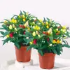 Mudas Coloridas de Pimenta em Vasos com Frutos, Pimentas Frescas Comestíveis Multicores, Pimentas Voltadas para Cima, Flores de Varanda e Plantas Verdes