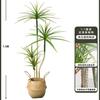 Planta Verde de Simulación Madera Milenaria Planta Falsa Lujo Ligero de Gama Alta Decoración de Interiores Árbol Sala de Estar Grande en Maceta Adornos de Piso