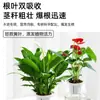 Solução nutritiva para plantas hidropônicas, adequada para bambu da sorte, tulipas e planta-dinheiro, tipo universal, atacado