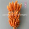 Hierba Cola de Conejo Hierba Cola de Perro Fabricante de Origen de Yunnan Venta al por Mayor Decoración del Hogar Accesorios para Fotografía Amazon Transfronterizo Flores Secas