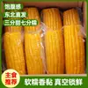 Mazorcas de Maíz Amarillo Glutinoso Auténtico del Noreste Seleccionadas, Empacadas al Vacío, Maíz Amarillo Glutinoso Dulce y Pegajoso, Granos Enteros Recién Recolectados