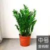 Planta de árbol de la fortuna en maceta, árbol de la fortuna grande, planta verde, árbol de la fortuna pequeño, arreglo floral de interior para sala de estar u oficina, cadena de dinero