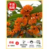 Plántulas de Osmanthus Árbol Grande Nativo Osmanthus Dorado de Agosto Patio Exterior Balcón Plantas Florecen Todo el Año Flor Interior Plantas en Maceta