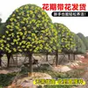 Mudas de Osmanthus, Árvores Grandes, Plantio de Pátio, Osmanthus Dourado, Plantas de Vaso Osmanthus de Quatro Estações, Plantas Grandes Raras, Plantas Florais e Verdes, Fácil de Cuidar