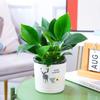 Plantas en maceta Golden Diamond, cestas de rábano verde Platinum Diamond, plantas verdes hidropónicas de hoja grande, suculentas, flores fáciles de cultivar para personas perezosas en la oficina.