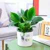 Plantas Verdes en Maceta de Diamante Dorado, Cesta de Potos de Diamante Platino, Plantas Hidropónicas, Flores, Suculentas, Flores Fáciles de Cultivar para Personas Perezosas en la Oficina