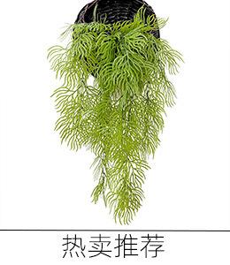 珊瑚草