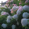 Semillas de Hortensia, Semillas de Flor Endless Summer, Plantas Perennes Resistentes al Frío y al Calor para Macetas de Patio y Balcón para Sembrar en Todas las Estaciones
