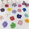 Suministro de Flores Delphinium, Flores Lisianthus, Flores Prensadas, Flores Secas, Paquetes de Materiales de Flores Secas para Fundas de Teléfono de Resina al por Mayor