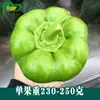 Sementes de Berinjela Pimentão Campo Agrícola Horta Plantio Pastoral Vegetal Sementes de Pimentão Verde Espesso Carnudo Picante Doce Médio Maturação Precoce