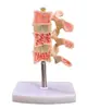 Modelo de enseñanza de la columna occipital cervical humana médica con nervio espinal carotídeo