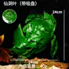 Plantas Artificiales para Paisajismo de Reptiles, para Reptiles, Tortugas, Lagartijas, Ranas Cornudas, Terrarios, Plantas Verdes, Tanque de Selva Tropical, Decoraciones de Hojas