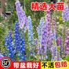 Planta de lavanda em vaso com repelente de mosquitos, planta para áreas externas, resistente à seca e a altas temperaturas, flores que florescem em todas as estações. Site de flores