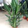 Interior de Sala de Estar com Expositores, Aves-do-Paraíso em Vasos Verdes, Plantas e Florais, Strelitzia Reginae