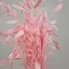 Flores Eternas Erva da Pequena Esperança Flores Secas Flores Verdadeiras Branqueamento Cor acessórios de buquê absorção de cor Erva da Pequena Esperança Fábrica de Yunnan Atacado Flores Eternas