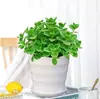 Planta en Maceta con un Toque de Fragancia, Planta Verde con Aroma Fuerte para Sala de Estar, Balcón, Repelente de Mosquitos, Repelente de Insectos, Suculenta con Aroma, con Tierra para Macetas