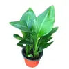 Remoção de Formaldeído Ave do Paraíso Hidropônico Planta Verde Puxar Flor Planta em Vaso Sempre-verde Purificação do Ar Interno Fácil de Cultivar